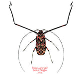 Acrocinus longimanus (Peru)